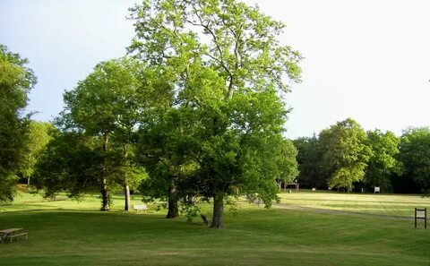 I often to the park