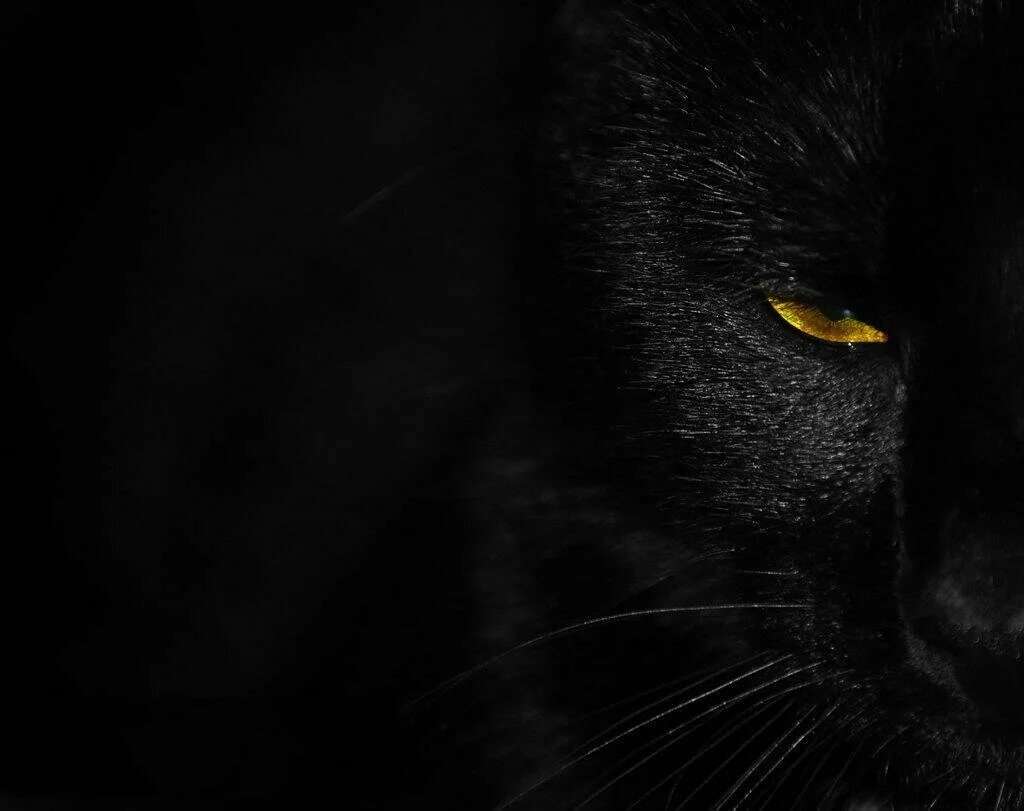 Черные фото с рисунком. Чёрный кот. Черные обои. Красивый черный. Глаза пантеры в темноте.
