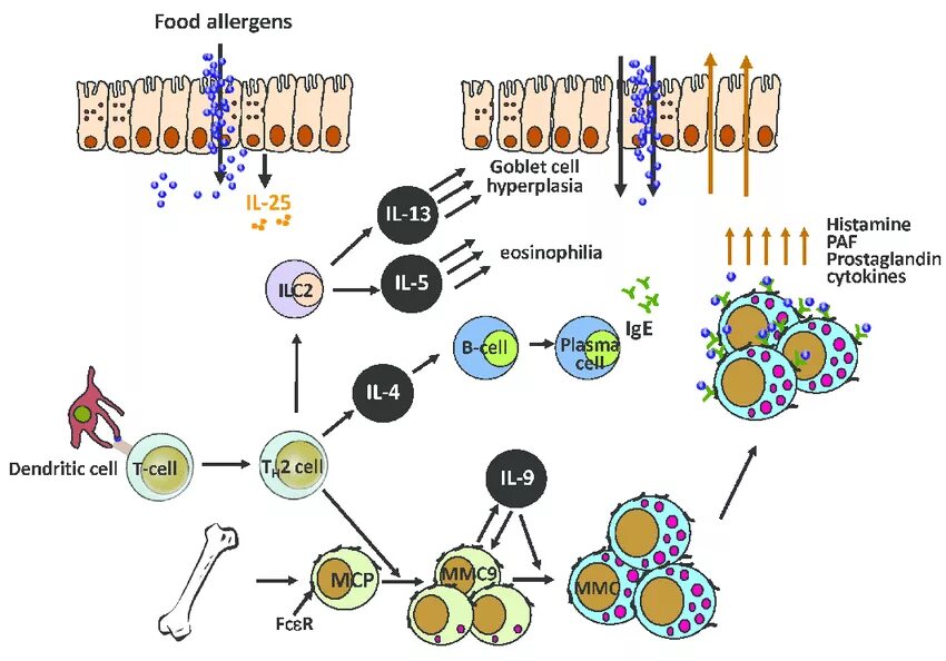 Idle allergy. Mechanism of food Allergy. Allergy mechanism. Cell mediated food Allergy. Mechanism of Cell hyperplasia.