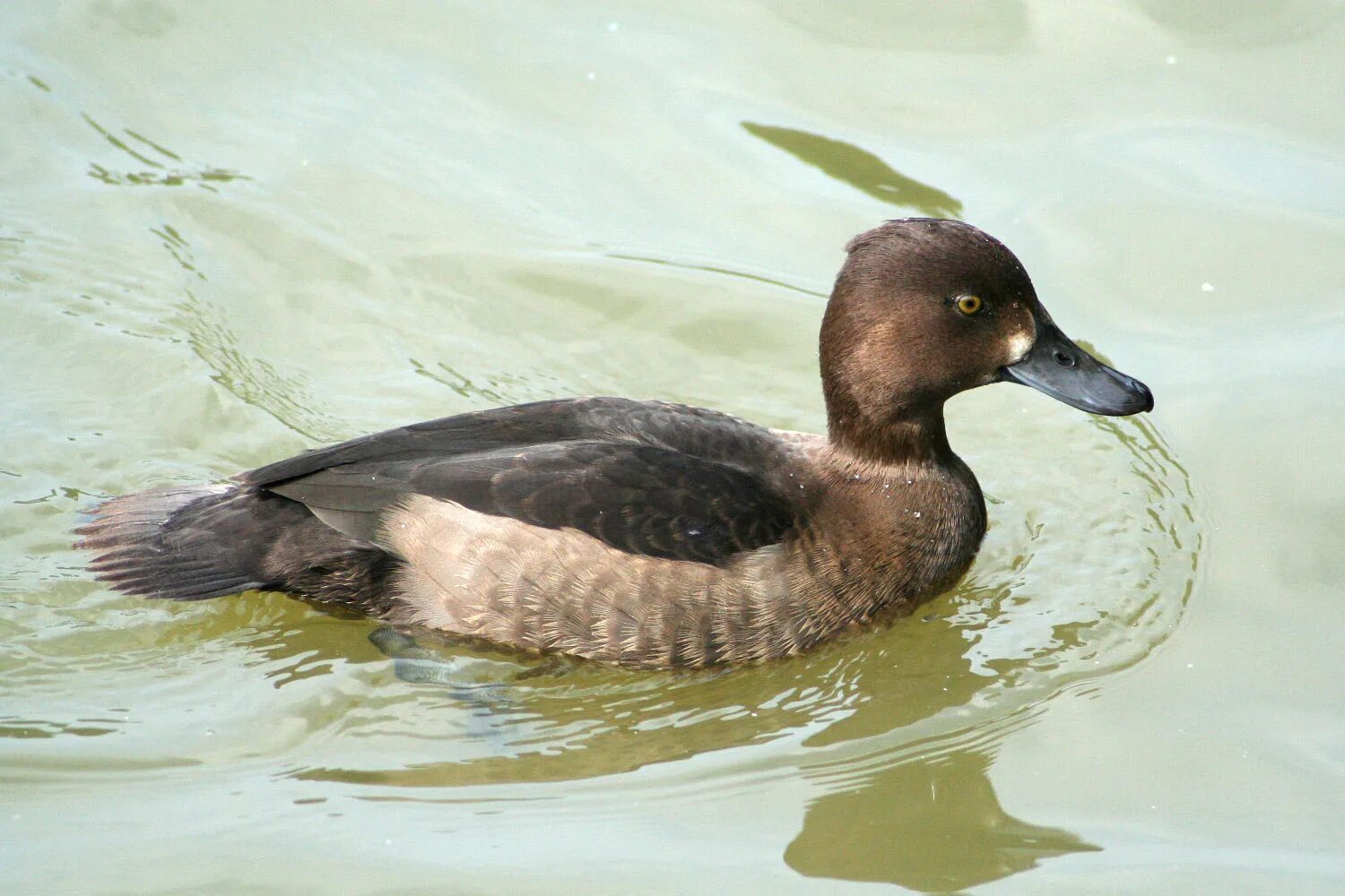 Free Images : animal, wildlife, swim, beak, fauna, vertebrate, waterfowl, water 
