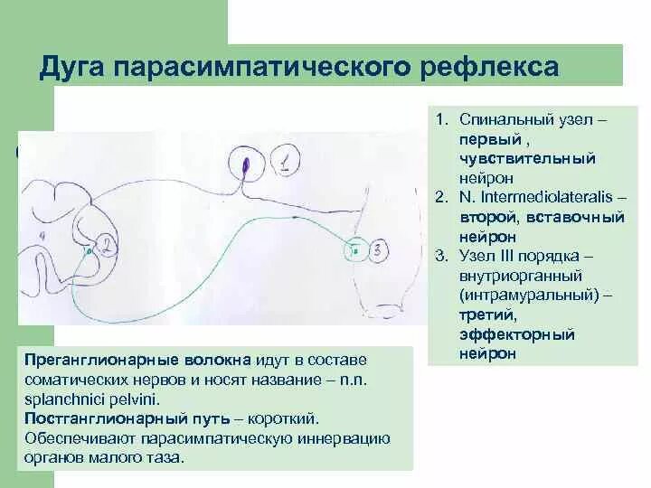 Рефлекс анализы. Симпатическая рефлекторная дуга схема. Парасимпатическая рефлекторная дуга схема. Схема рефлекторной дуги парасимпатической системы. Вегетативная парасимпатическая рефлекторная дуга схема.