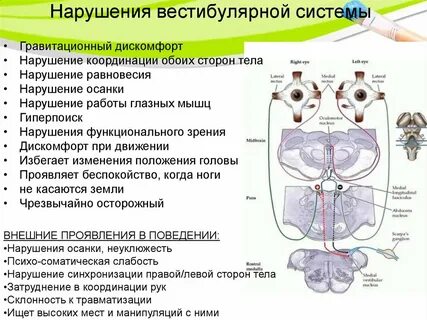 Нарушение т системы