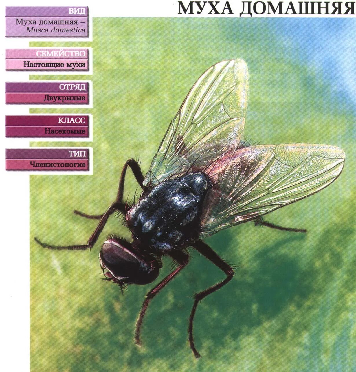 Видовое название мухи. Классификация мухи. Комнатная Муха. Виды комнатных мух. Муха домашняя.