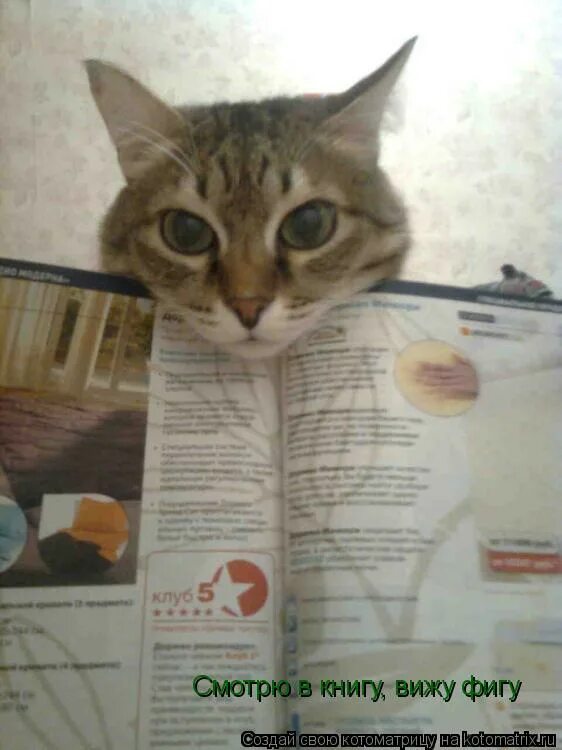 смотришь в книгу видишь ы гу. смотрю в книгу вижу фигу. смотрю в книгу вижу фигу картинки. смотрю в книгу вижу зигу. смотрим в книгу видим.