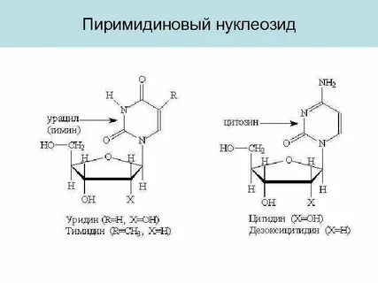 Нуклеотид рнк с урацилом