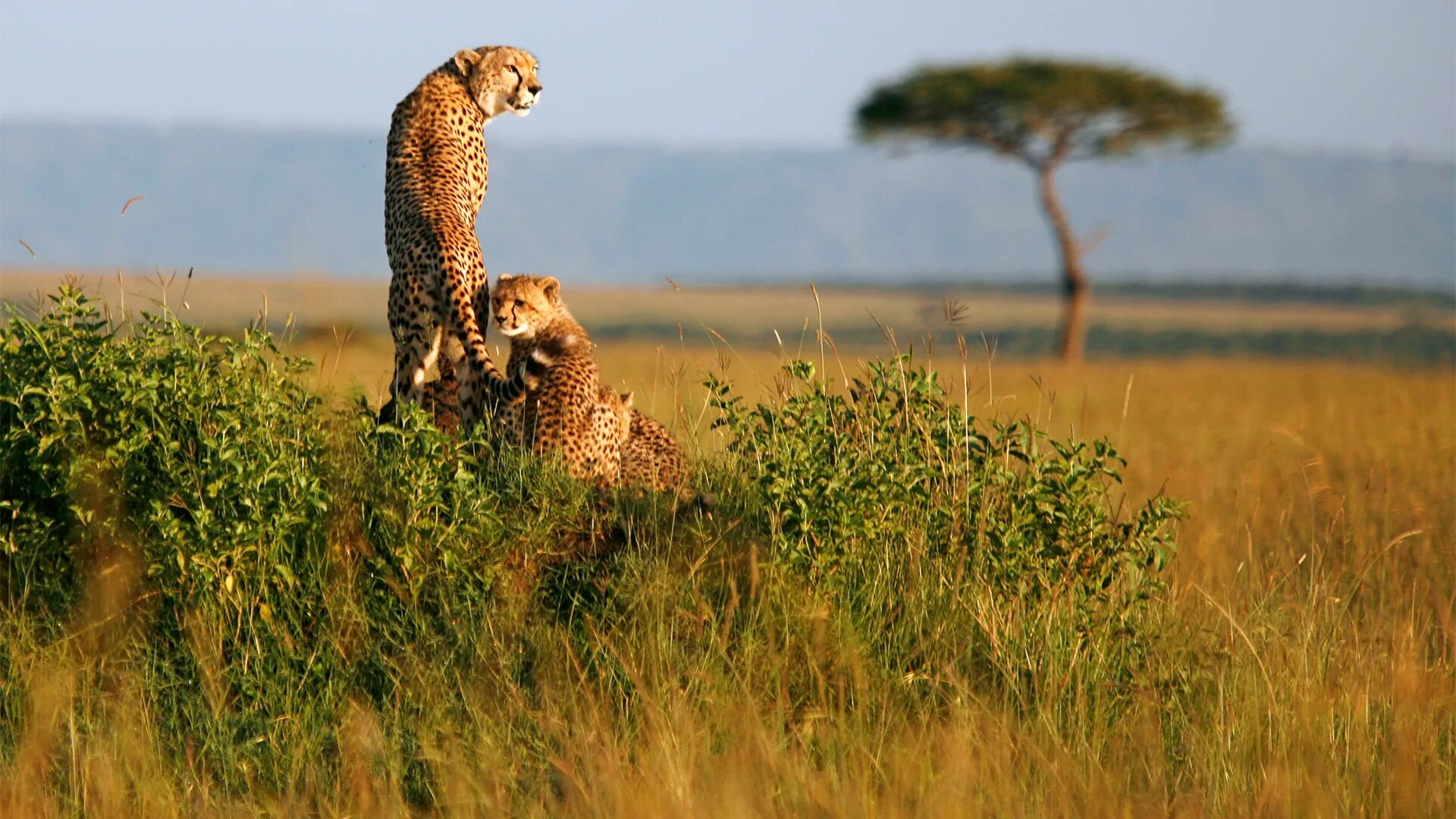 People and wildlife. Гепард смешной. Кения сафари львы. Zuri Wildlife. Фото Мировых сафари.