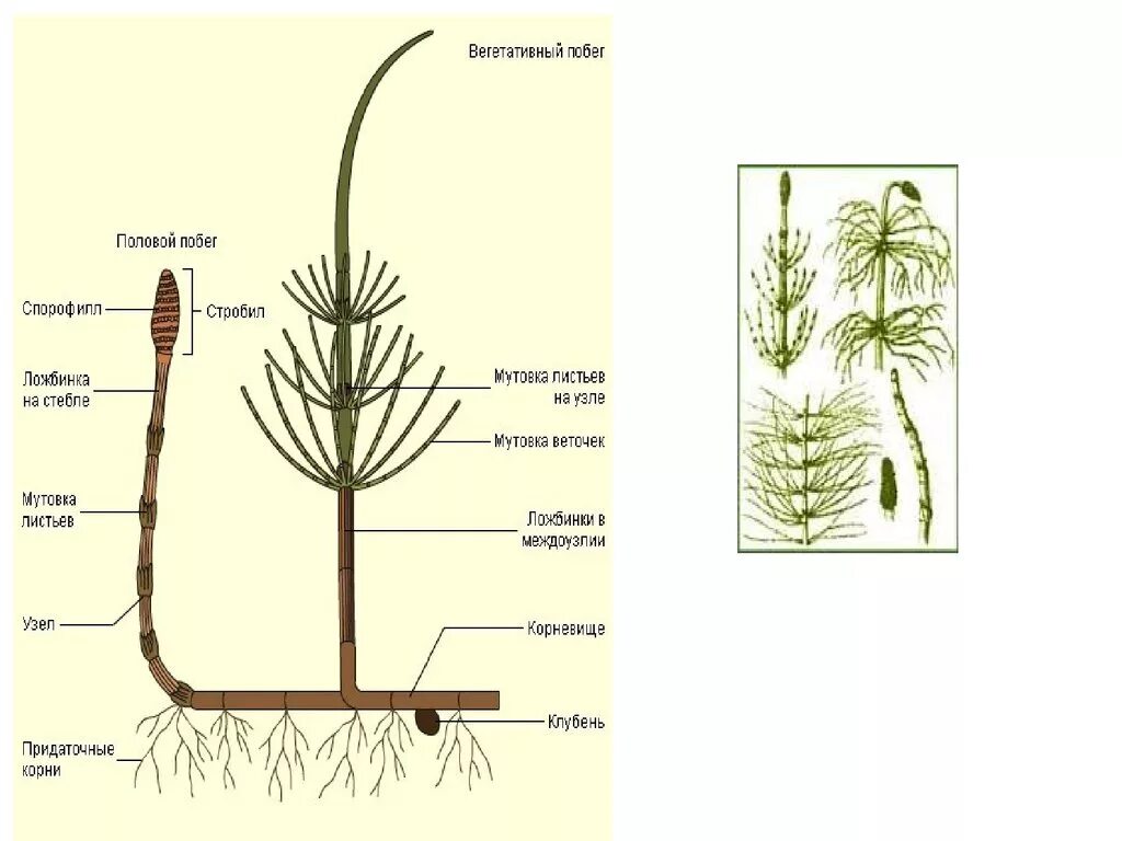 Плауны корневище. Побег плауна. Стробил хвоща. Строение побега у плаунов. Строение побега плауна.