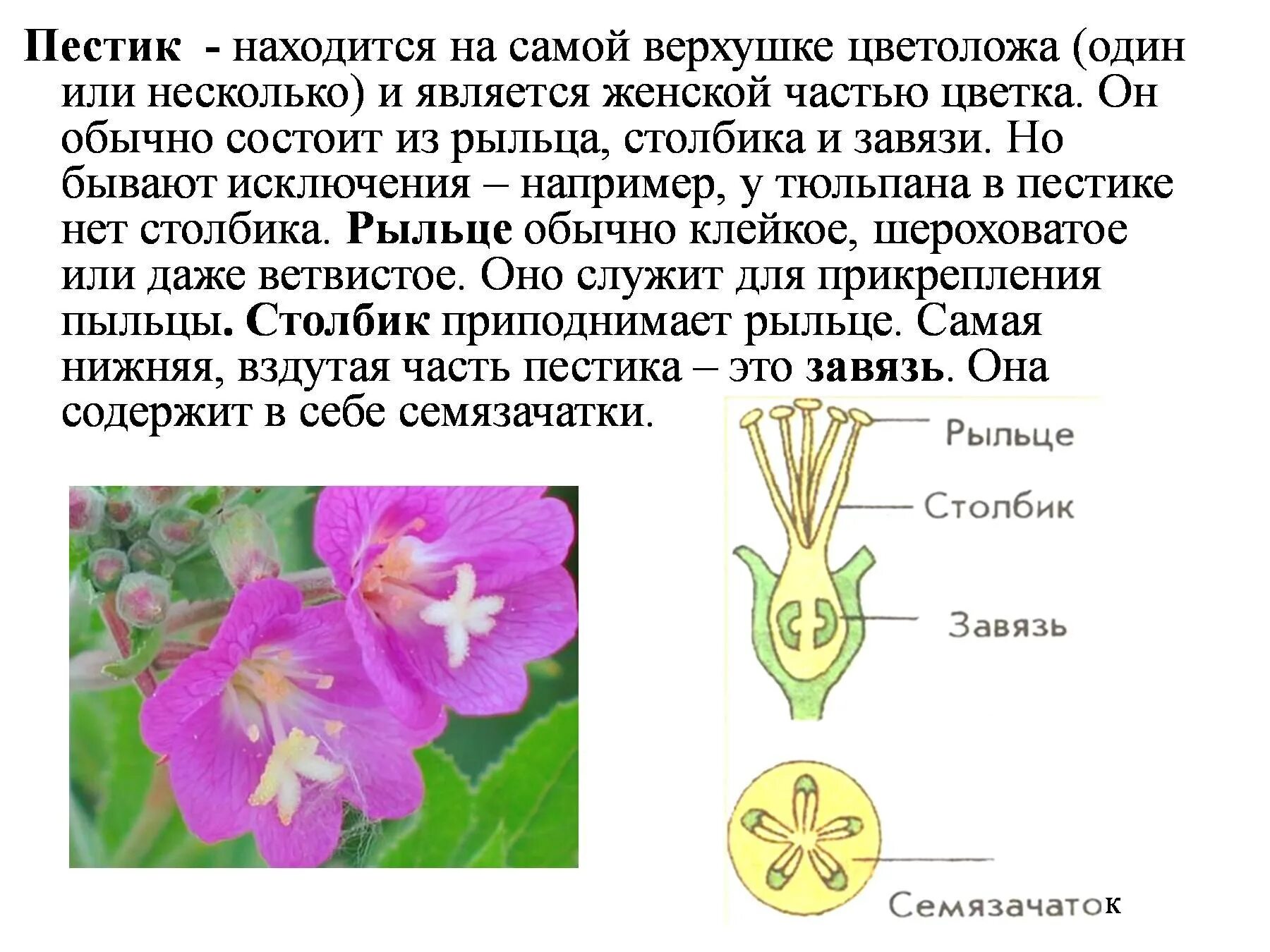 Дайте определение цветка. Строение пестика цветковых растений. Строение и значение цветка 6 класс. Пестик цветка 6 класс биология класс. Строение и значение цветк.