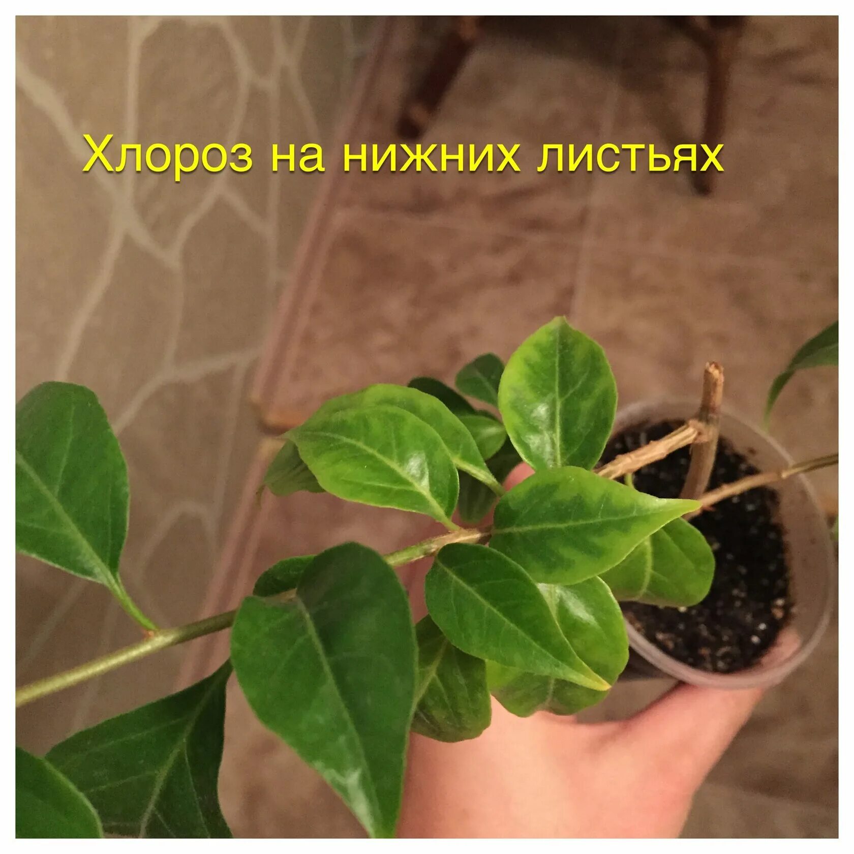 У бугенвиллии опадают листья. Хлороз у бугенвиллии. хлороз листьев розы. вредители бугенвиллии. листочек бугенвиллия.