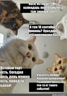 Там кота