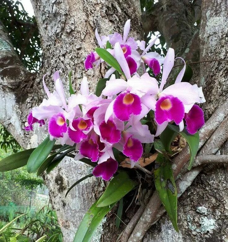 Тропические орхидеи. Тропические орхидеи в природе. Орхидеи тропики. Орхидеи в тропиках.