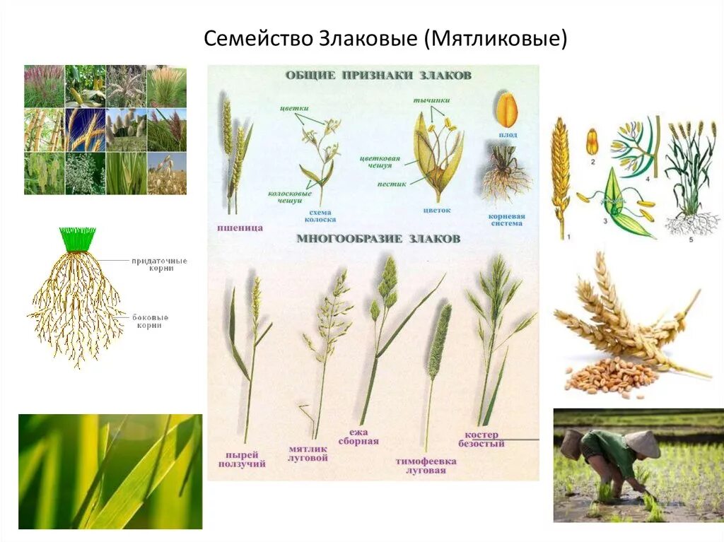 Тема злаковые. Класс Однодольные семейство злаки или Мятликовые. Злаковые Мятликовые представители. Семейство злаки Мятликовые представители. Злаковые Мятликовые строение.