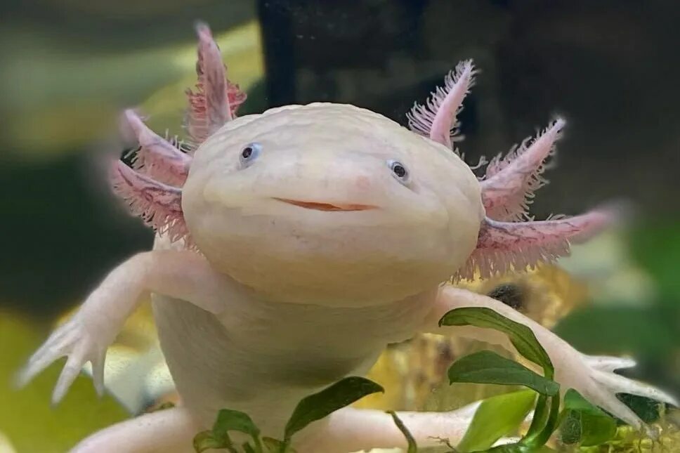 Тритон аквариумный аксолотль. Аксолотль мексиканской амбистомы. Аксолотль. Амбистома и аксолотль. Аксолотль фото.