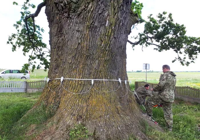 Дуб белорусский. Дуб черешчатый «козловский» («дуб-якуб»). Партизанский дуб брянск. Дуб якуб. Дуб якуб.