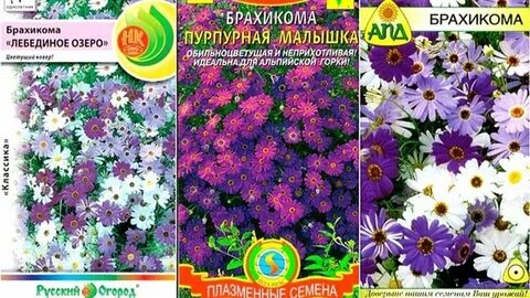 Брахикома в открытом грунте