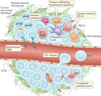 Immune checkpoint
