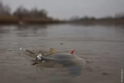 Нерест окуня
