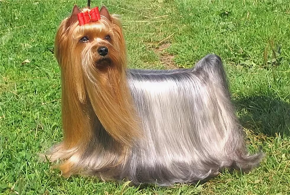 Шелковистый терьер силки. Йоркширский терьер длинношерстный. Шерсть кошки. Блеск шерсти бенгала. Съедобная шерсть для людей.