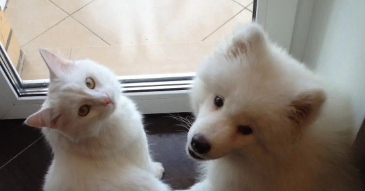 Котенка лайка сиреноголовый. Самоед и кот. Самоед и котенок. Белая кошка и собака. Белый кот и белая собака.