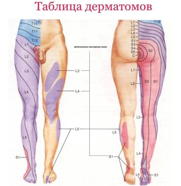 Боль в ногах от бедра до стопы. Иннервация l5-s1. Иннервация l4-l5 Корешков. Иннервация l4-l5. Зона иннервации Корешков l4-l5? L5-s1.