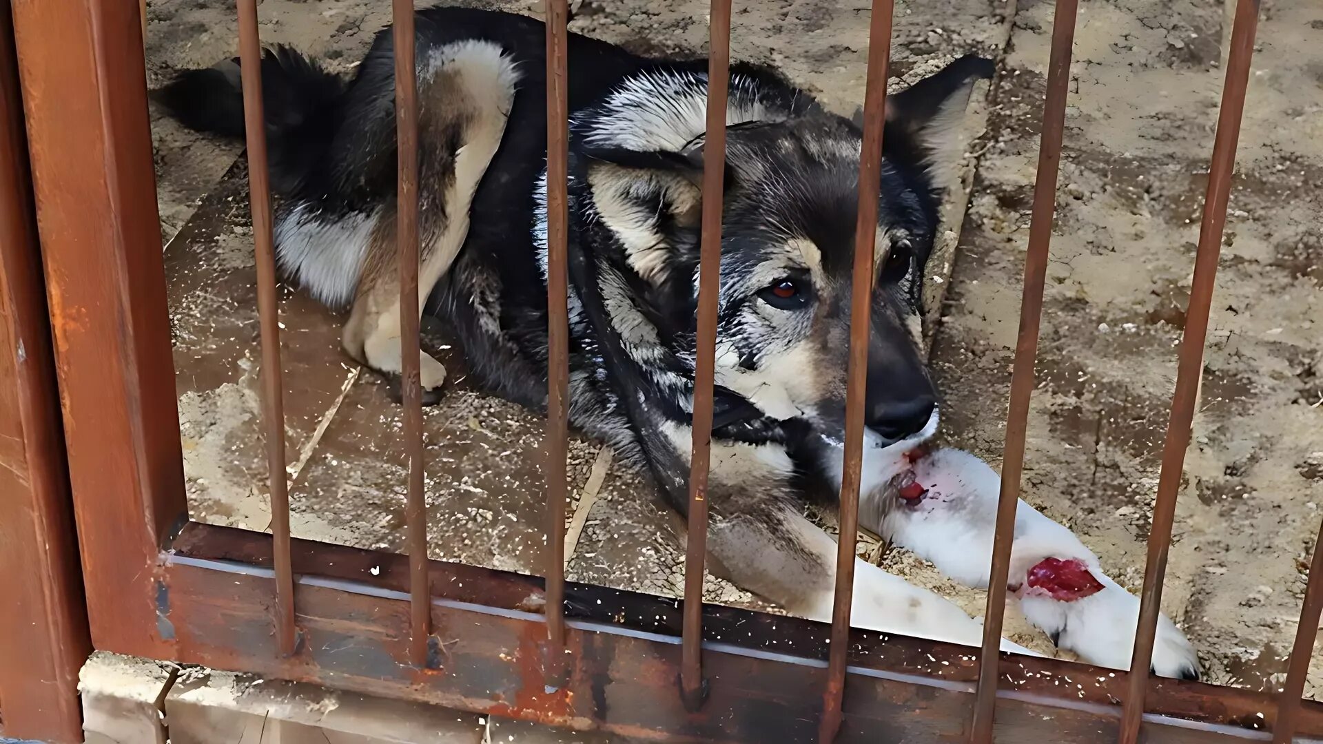 Отлов собак краснодар. Отлов собак краснодар