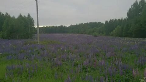 Родное тоншаево