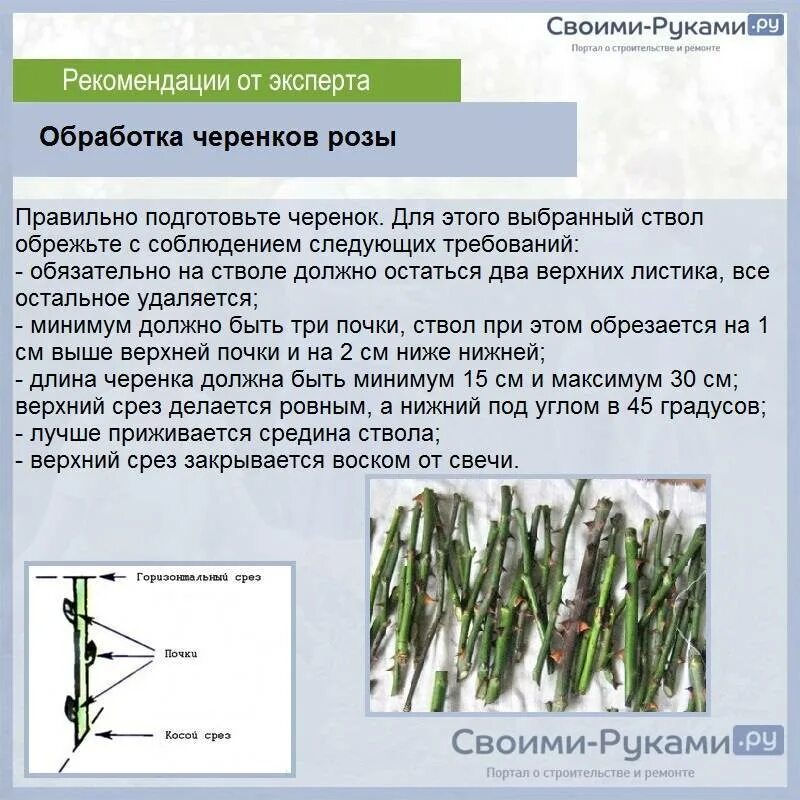 Как вырастить розу купленную в магазине