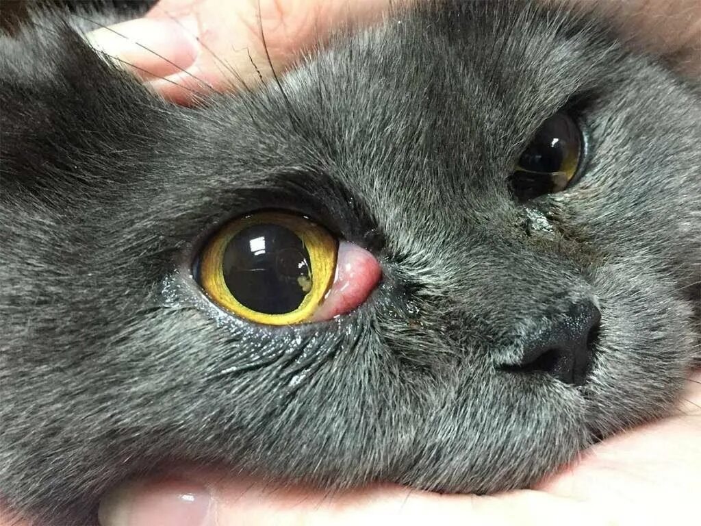 У котят текут глаза. Мигательная перепонка (третье веко). Кальцивироз конъюнктивит. Выпадение слезной железы третьего века у кошки.