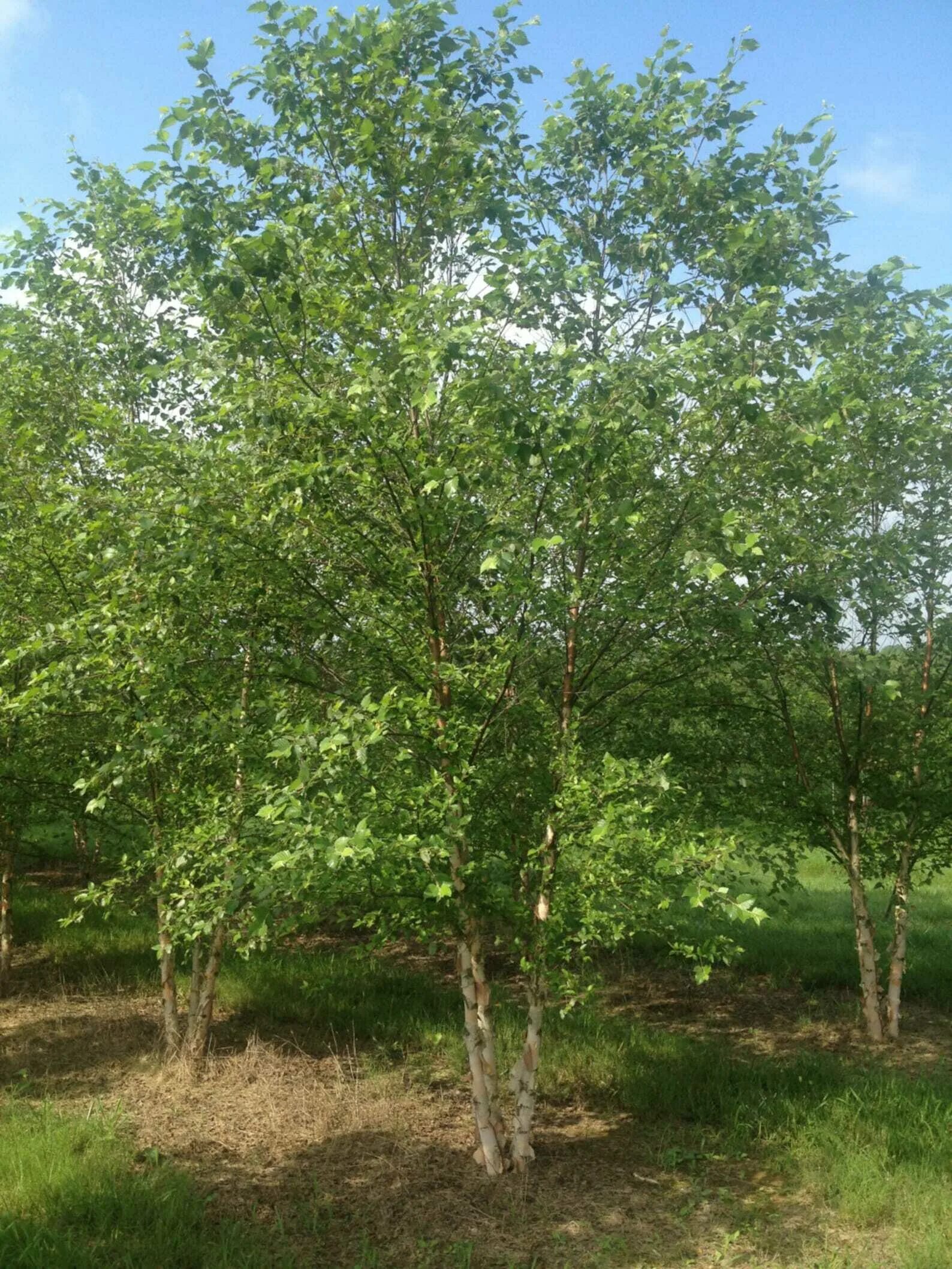 6 метров береза. Betula nigra ‘Tecumsech Compact’. Betula nigra. Береза черная Betula nigra Shiloh Splash. Черная береза саженцы.