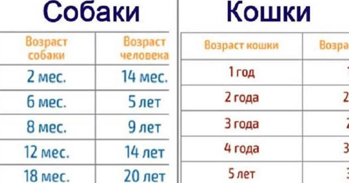 Как посчитать года собаки на человеческий Возраст таблица. Собачий Возраст 10 месяцев по человеческим меркам таблица. Собаке 10 лет сколько по человеческим меркам таблица. Возраст кошек и собак на человеческий Возраст таблица.