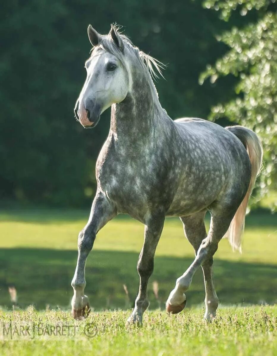 Орловский рысак масти. Лошадь породы орловский рысак. Серая лошадь орловский рысак. Орловский рысак серый. Цангерсхайде порода лошадей.