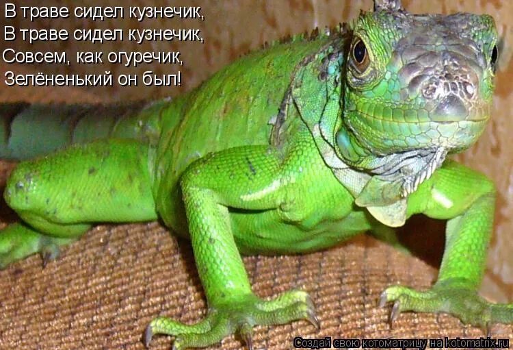 в траве сидел кузнечик слова. в траве мидел кузнечки. кузнечик из травы. в траве мидел кузнечки. насекомые которые едят траву.