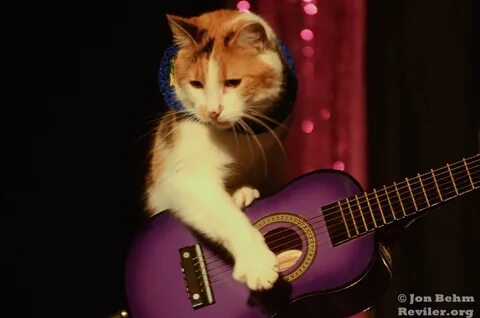 Песня коты караоке