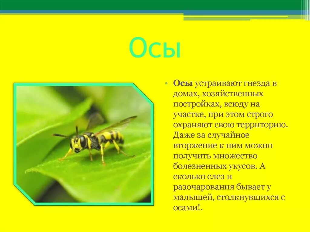 От земли до неба о пчелах
