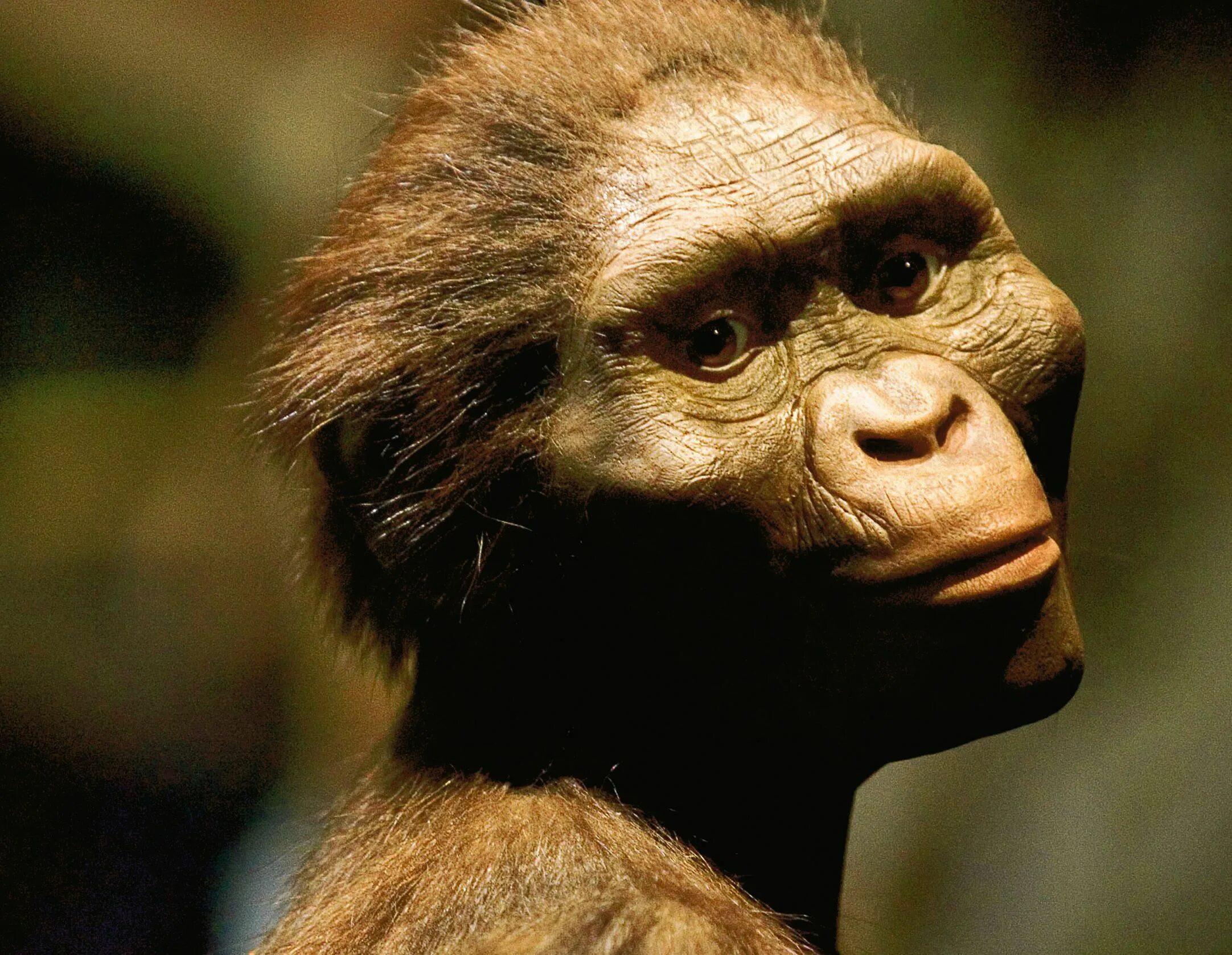 Австралопитек эфиопский. Австралопитек африканус. Австралопитек афаренсис. Обезьяны семейства гоминид. Australopithecus africanus reconstruction.