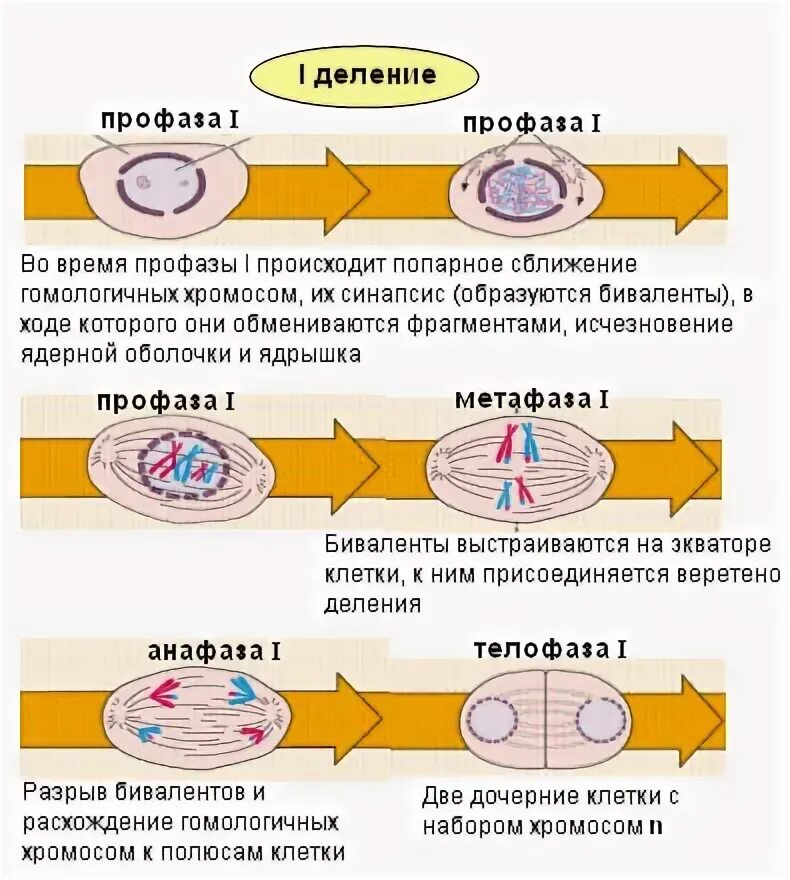 Установите последовательность процессов деления клетки. Последовательность процессов происходящих при делении клетки. процессы происходящие в клетке при ее делении. процессы происходящие при делении клетки. последовательность деления клетки.