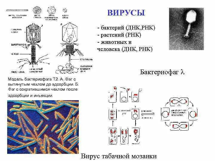 ДНК вирусы. РНК бактерий. Вирус ДНК или РНК. РНК вирусы.