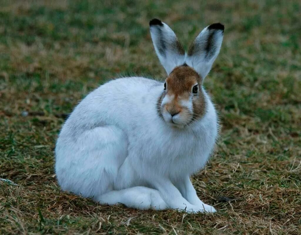 Заяц-Беляк – Lepus timidus Linnaeus, 1758. Заяц Беляк летом. Заяц Беляк летний мех. Заяц Беляк летний окрас. Изменение окраски зайца беляка