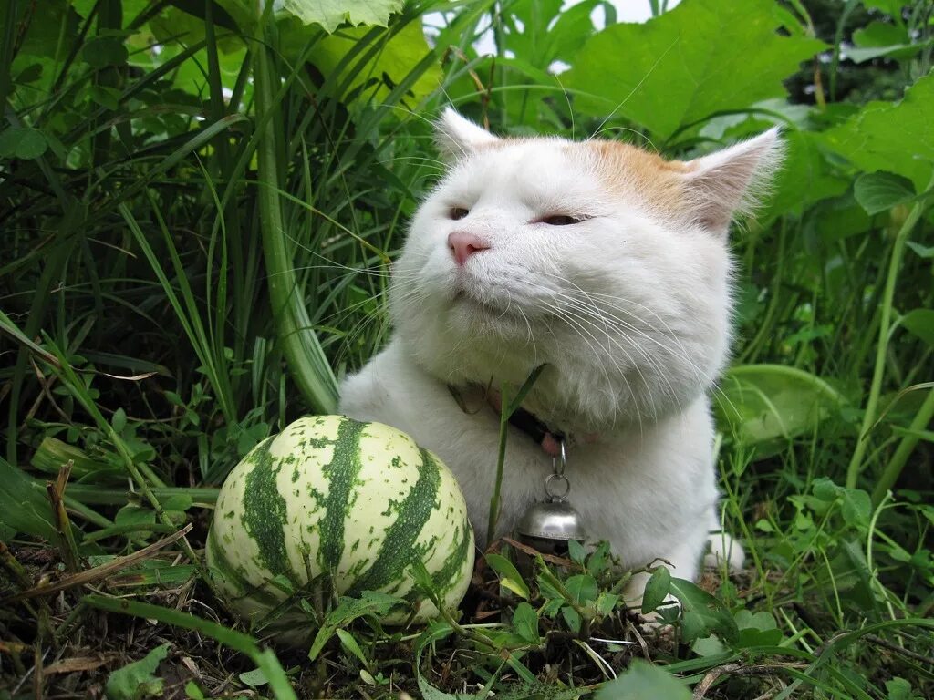 Кот в капусте. Японский кот широнеко. кот на грядке. коты на огороде. котик на даче.