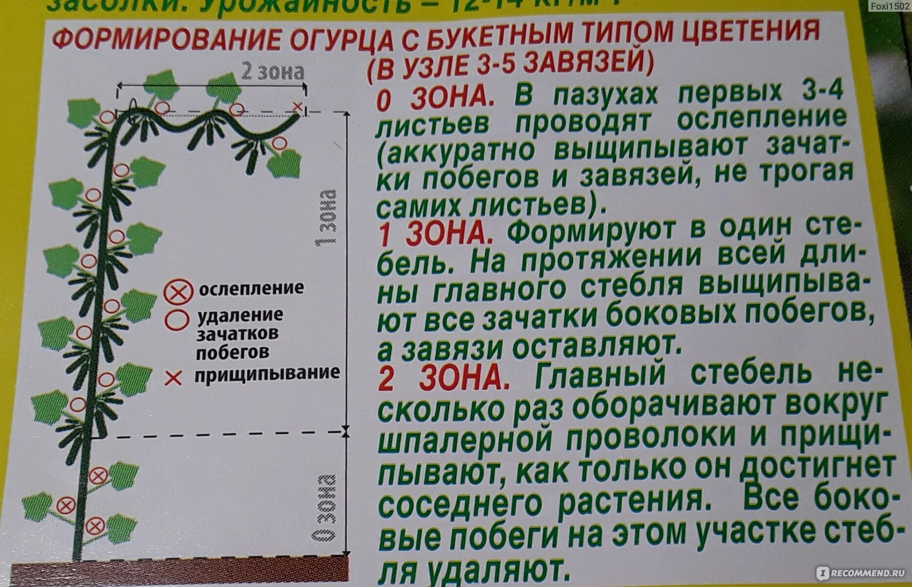 Формирование огурцов в теплице в один стебель. Пасынкование огурцов в теплице. пасынковать огурцы в теплице пошагово. пасынкование партенокарпических огурцов в теплице. формирование куста огурцов.