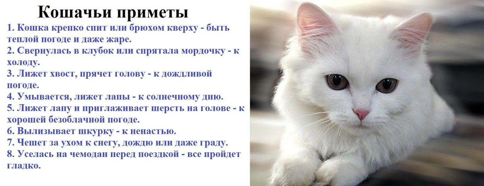 Год кота приметы. Приметы про кошек. поверья о кошках. белые кошки приметы. белый кот в доме приметы.