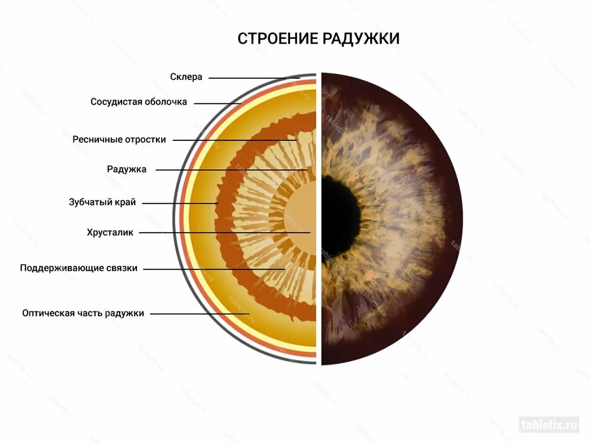 Радужная оболочка глаза выполняет функции. Строение глаза радужка оболочка. Радужка зрачок строение функции. Строение глаза зрачок радужка. Строение глаза роговица радужка.