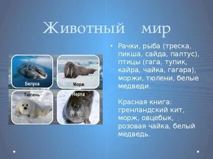 Животные и растения красной книги арктических пустынь