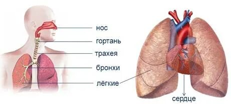 Кровообращение проект окружающий мир 3 класс Тест кровообращение 3 класс