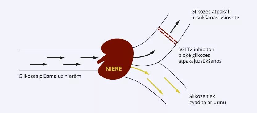 Натрий глюкозный котранспортер 2 типа. Ингибиторы натрий-глюкозного котранспортера. SGLT препараты. Ингибиторы SGLT. Ингибиторы глюкозного котранспортера