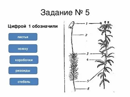 Что такое ризоиды у мхов