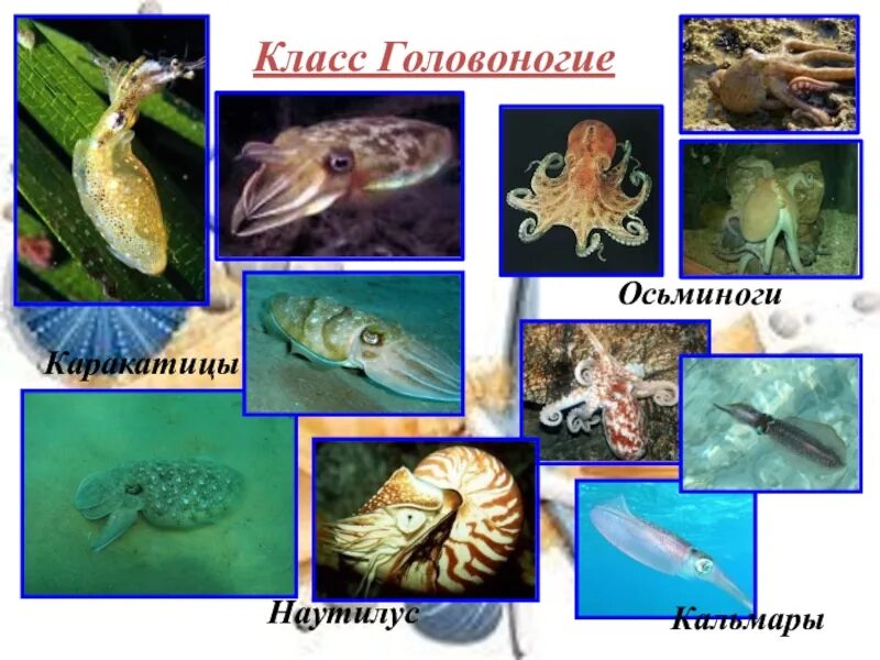 Кальмар и осьминог отличие