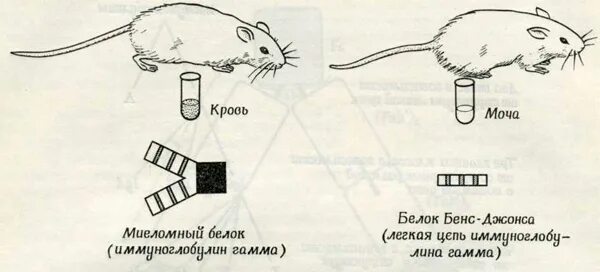 Белок Бенс Джонса. Белок Джонса в моче. Белок Бенс Джонса строение. Положительная реакция на белки Бенс-Джонса.