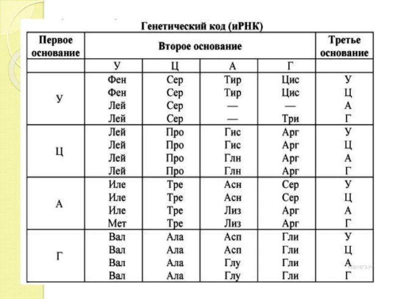 Генетический код. Генетический код человека. Таблица генетического кода. Таблица генетического кода по биологии.