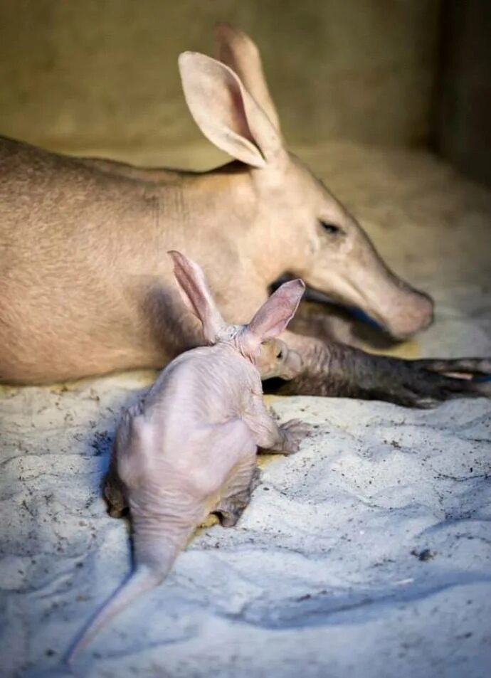 африканский муравьед трубкозуб. трубкозуб фото животное. трубкозуб (земляной поросёнок). трубкозуб (земляной поросёнок). трубкозуб эндемики.